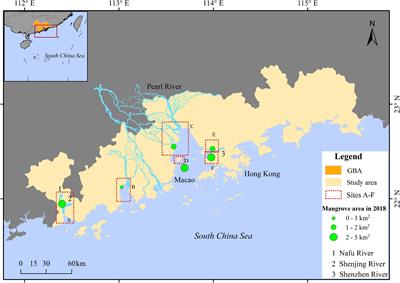 Mangrove Loss and Gain in a Densely Populated Urban Estuary: Lessons From the Guangdong-Hong Kong-Macao Greater Bay Area